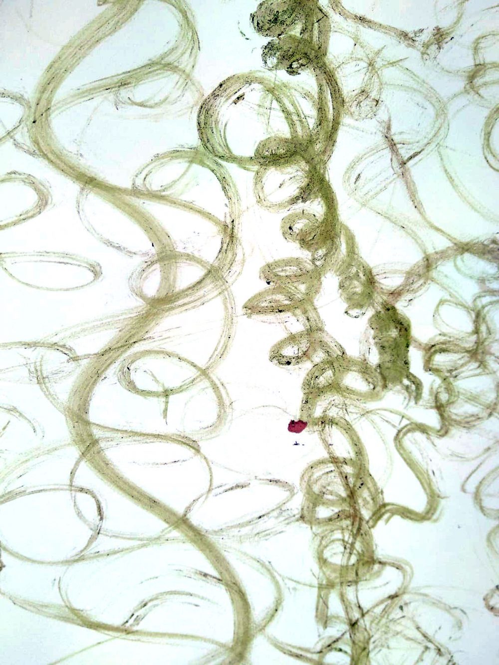 invasive_3950_48331426366_o_01