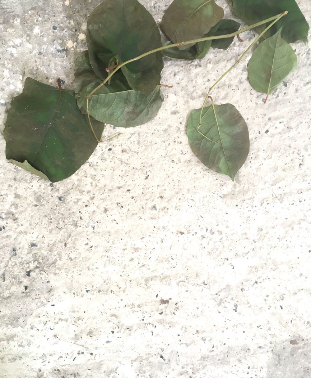 invasive_3964_48331714337_o_01