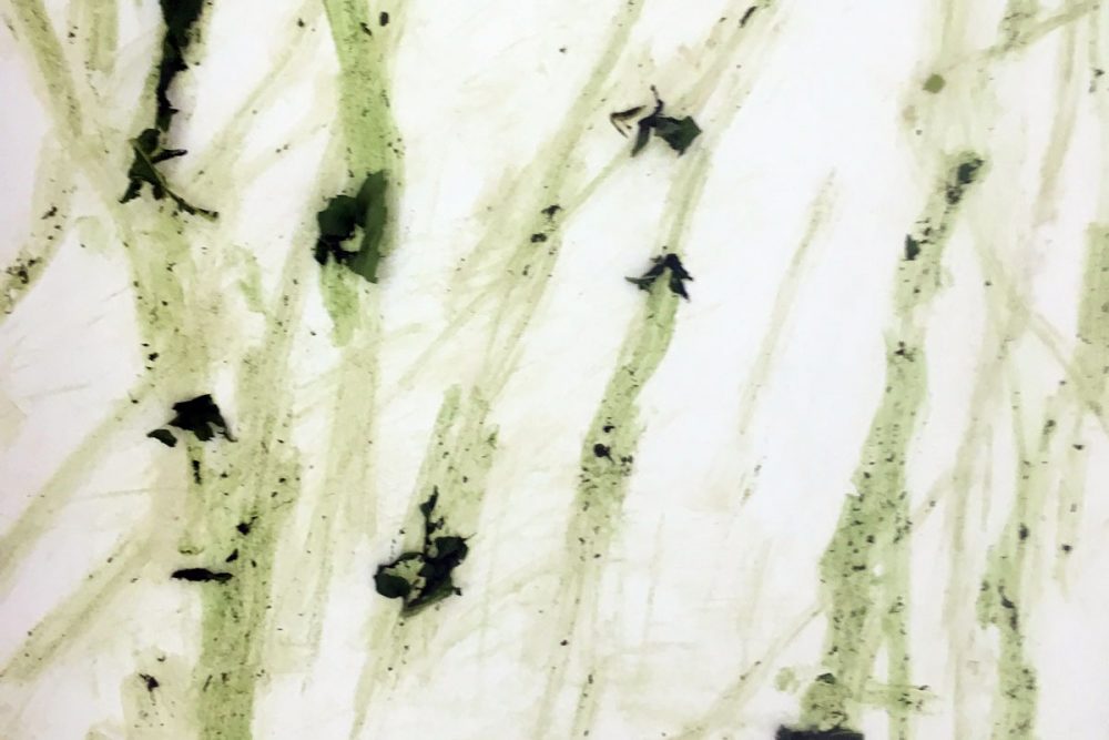 invasive_3968_48331552672_o_02