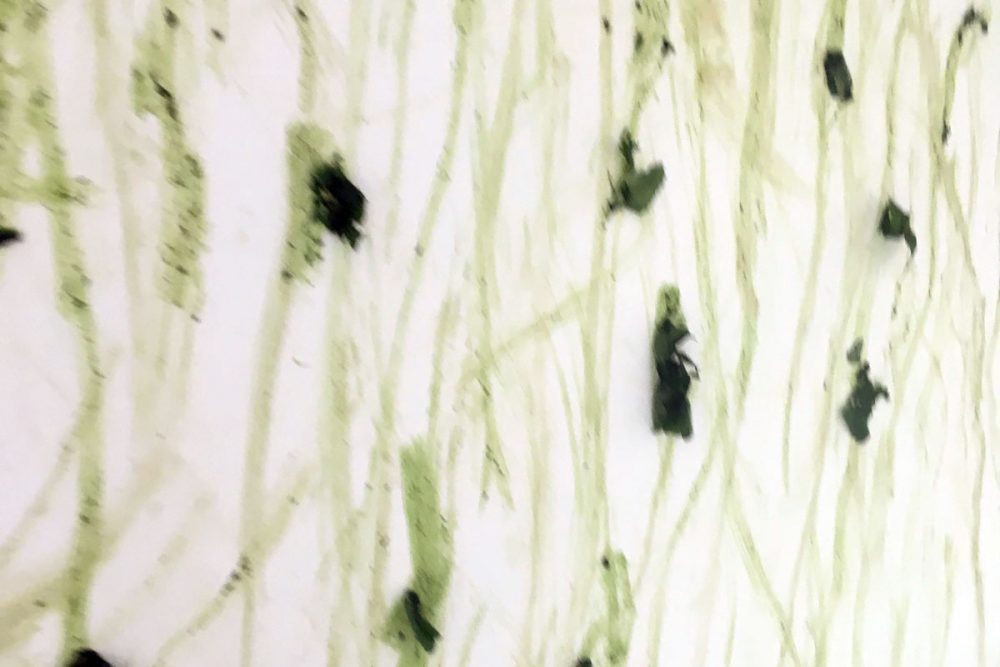 invasive_3969_48331703162_o_02