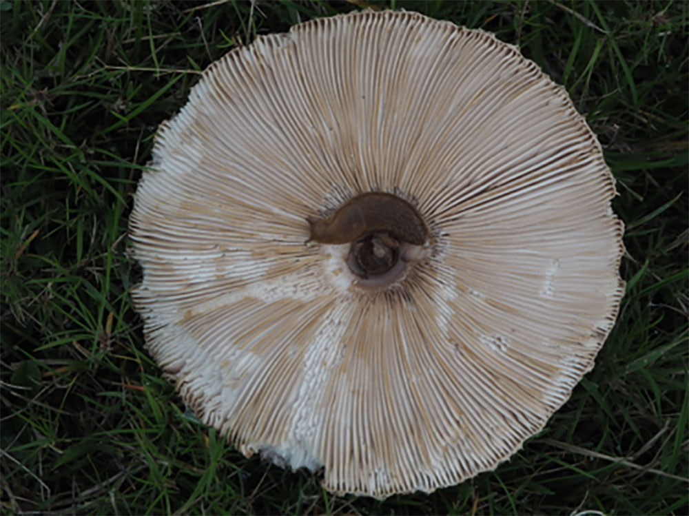 mushroom_01